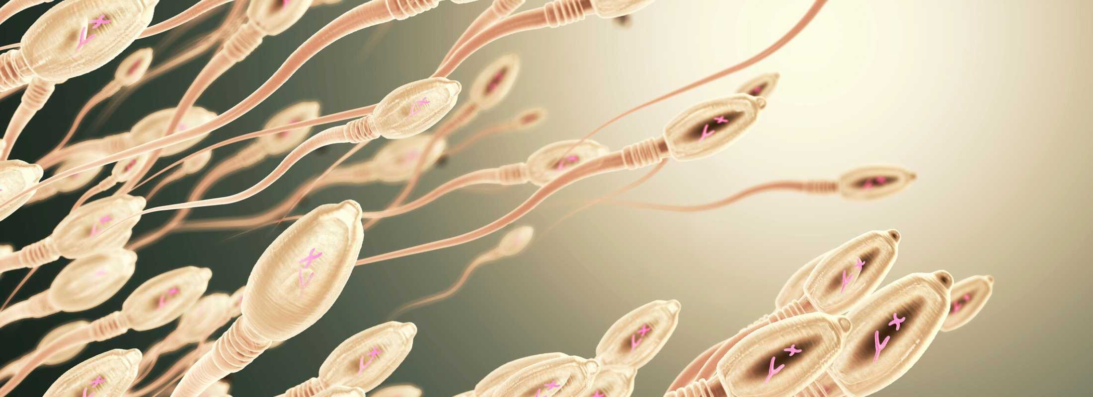 Sperm donor in ca
